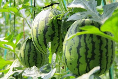 免费吃瓜真人,揭秘真人生百态 第2张 免费吃瓜真人,揭秘真人生百态 第2张