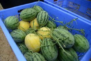 最大免费吃瓜网